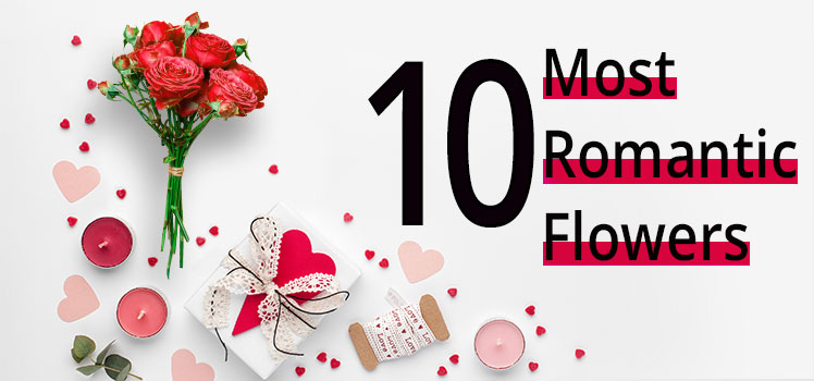 10 Most Romantic Flowers