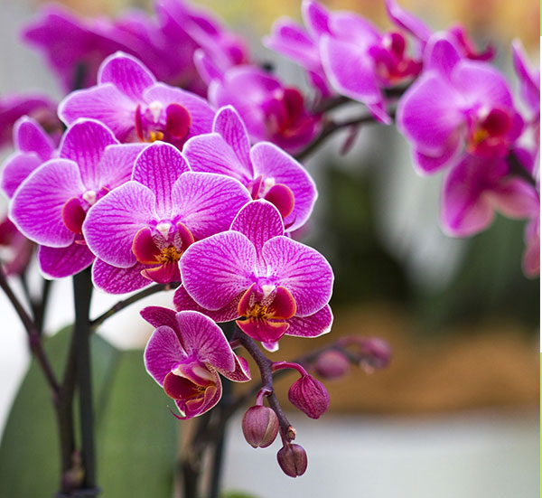 How to Find the Best First Date Flower? Blog Mizu