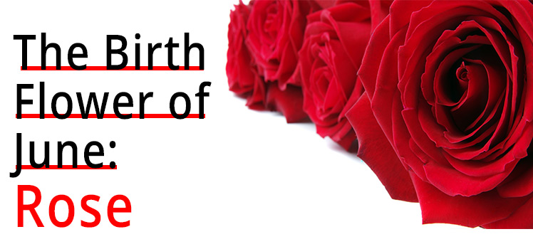 The Birth Flower of June Rose