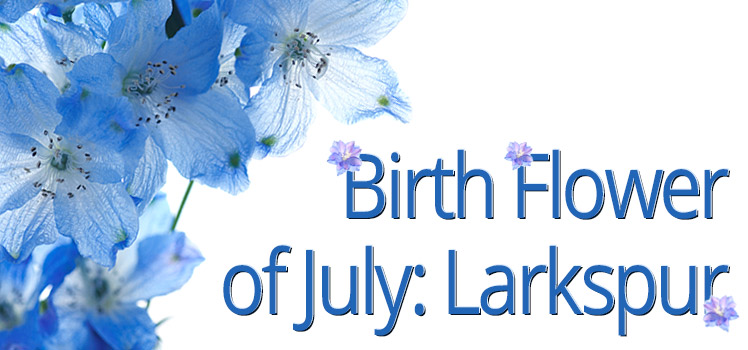 Birth Flower of July Larkspur